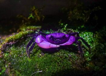 Crab
